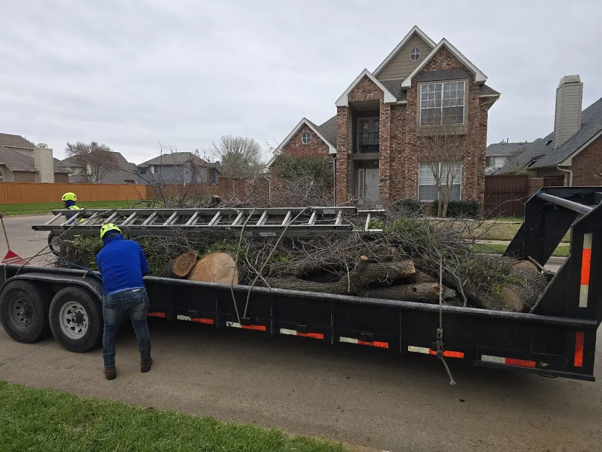 Expert Tree Fertilization with proper safety equipment in Andover